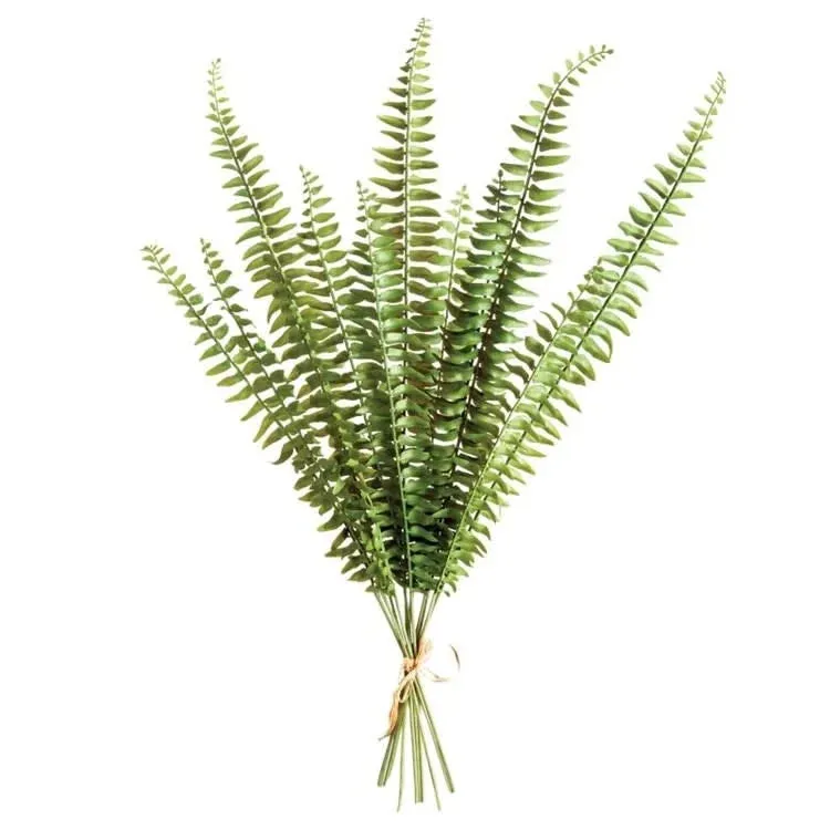 Boston Fern Stems